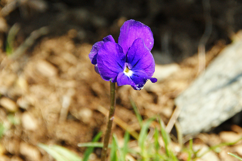 Viola corsica subsp. limbarae / Viola del Limbara